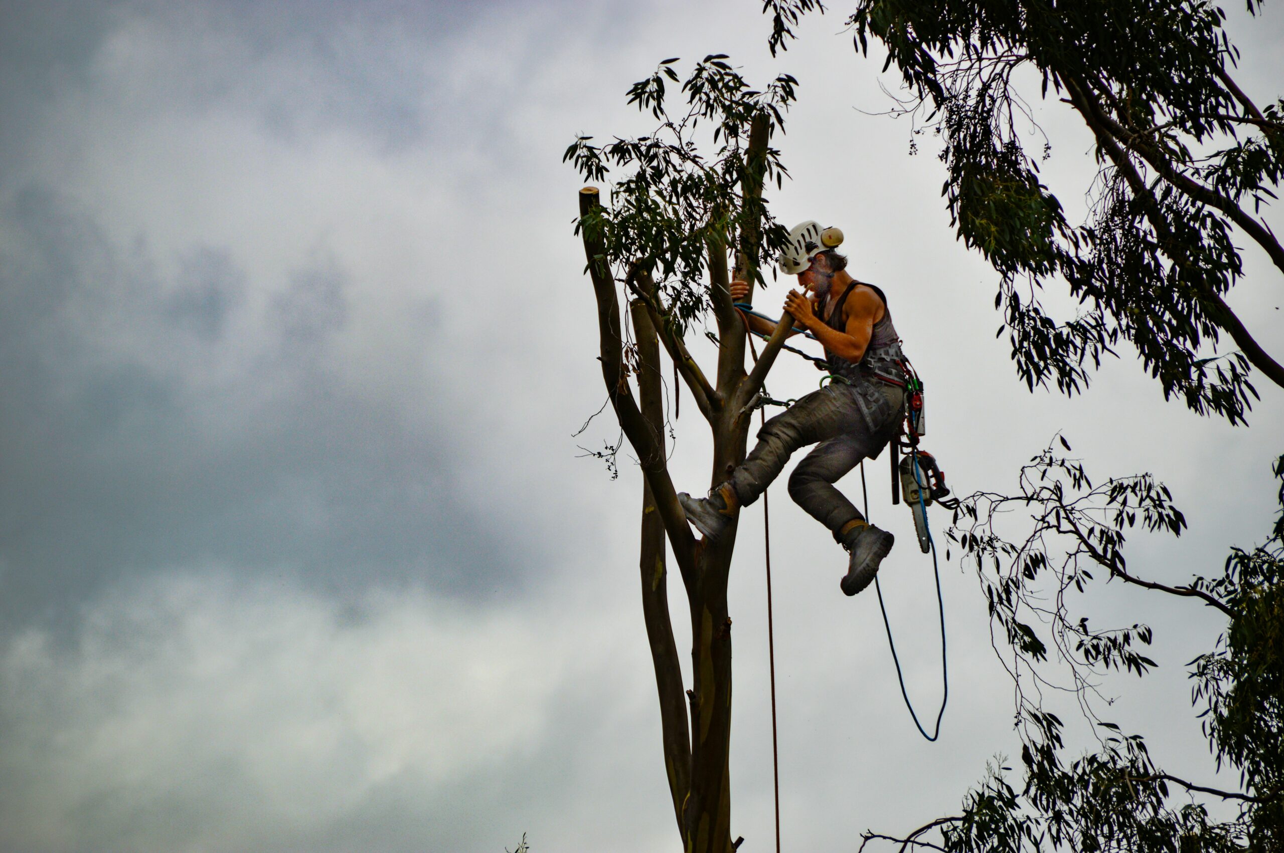 Tree Care services in Northern Virginia by Sunnyside Landscape and Design